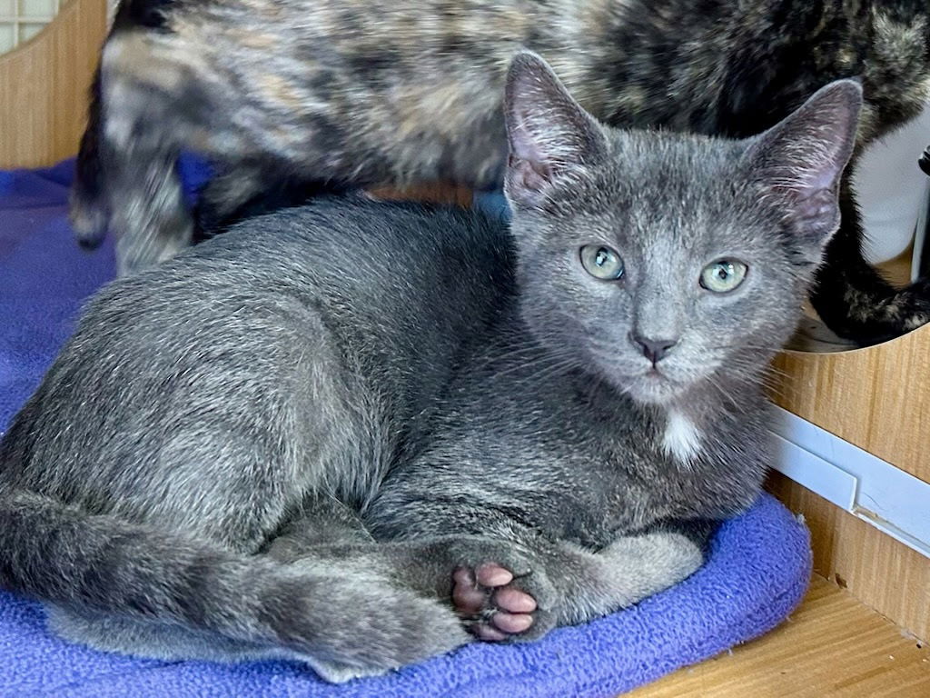 adoptable Cat in Dallas, TX named Pogo