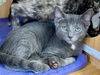 adoptable Cat in dallas, TX named Pogo