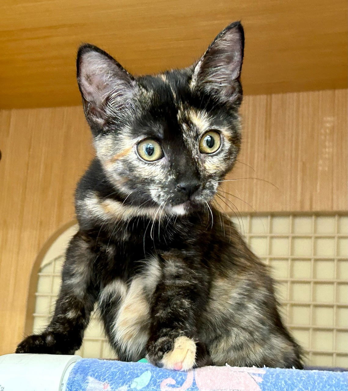adoptable Cat in Dallas, TX named Pookie Bear