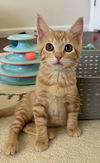 adoptable Cat in dallas, TX named Dreamboat