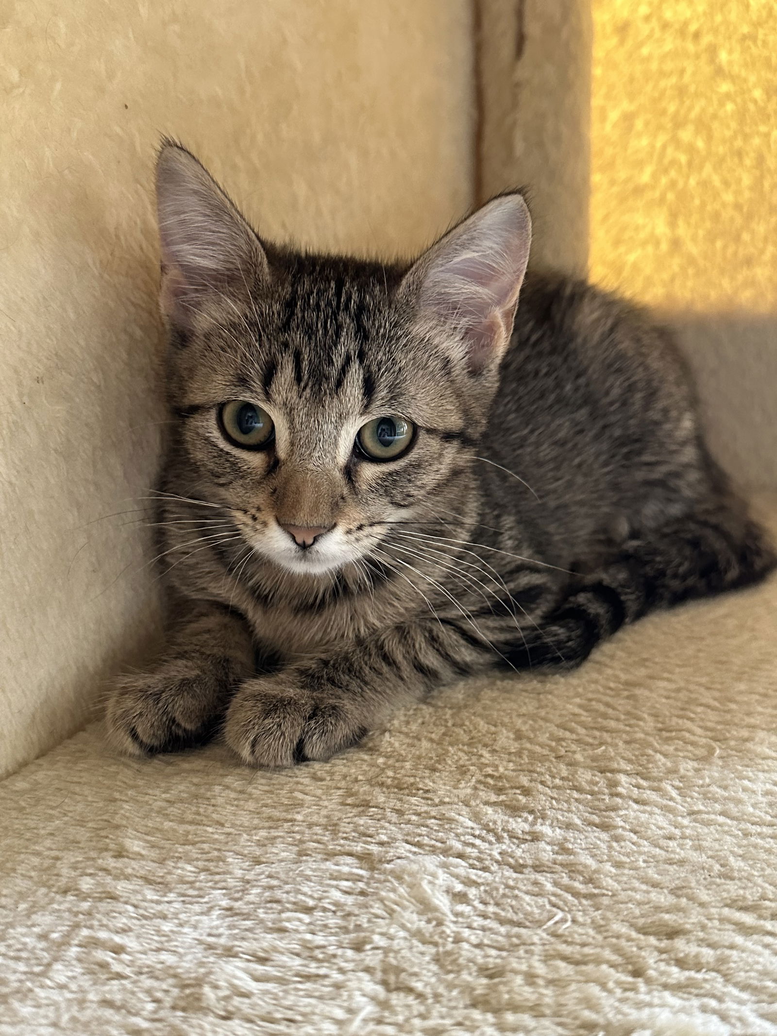 adoptable Cat in Dallas, TX named Melanie