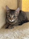 adoptable Cat in  named Melanie