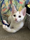adoptable Cat in dallas, TX named Mr Bill