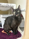 adoptable Cat in  named Scrabble
