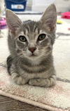 adoptable Cat in  named Pepsi