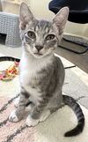 adoptable Cat in  named Dr Pepper