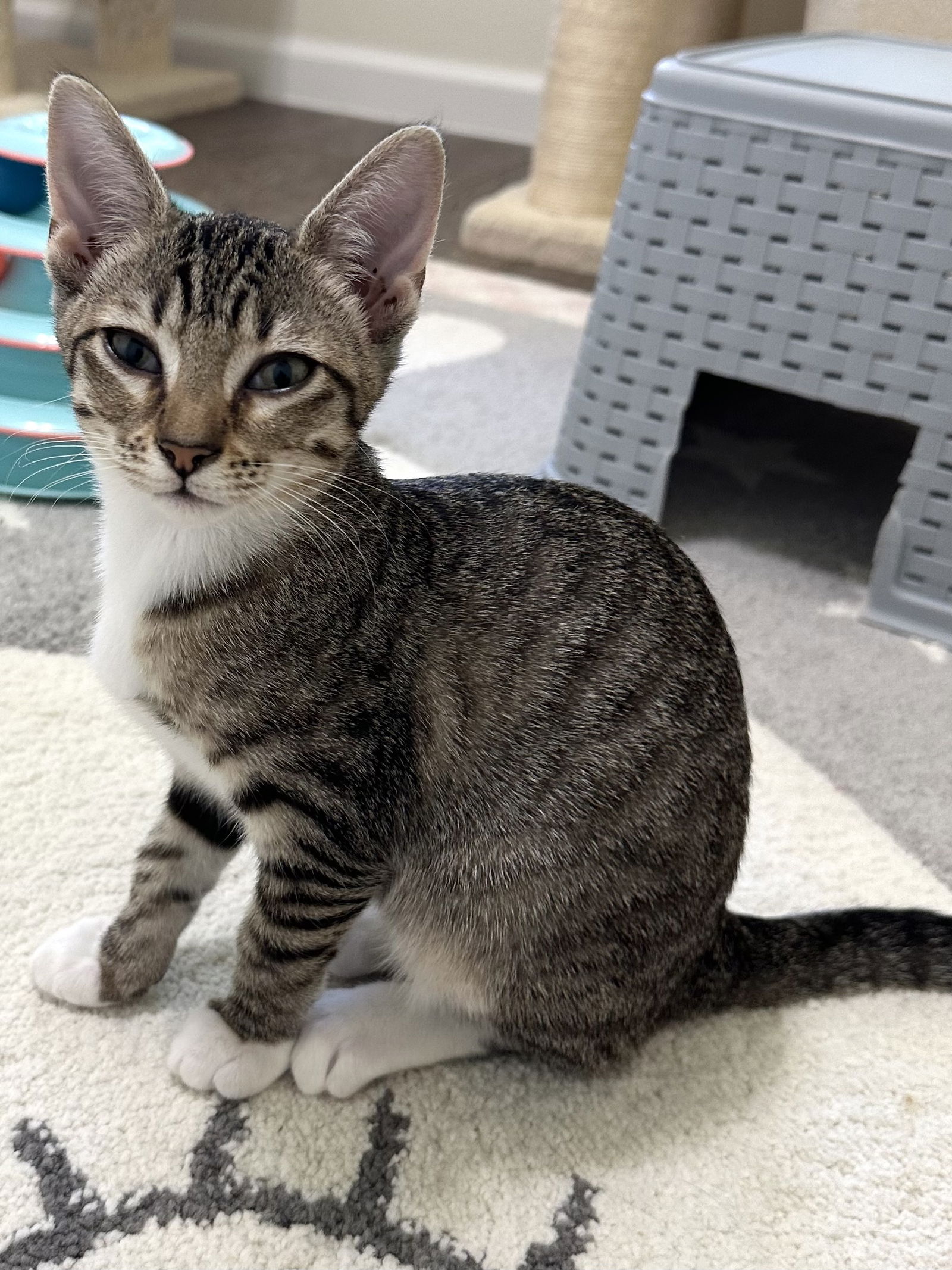 adoptable Cat in Dallas, TX named Fanta