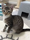 adoptable Cat in  named Fanta