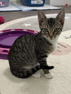 adoptable Cat in  named Crush