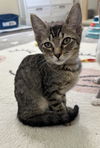 adoptable Cat in  named Sprite