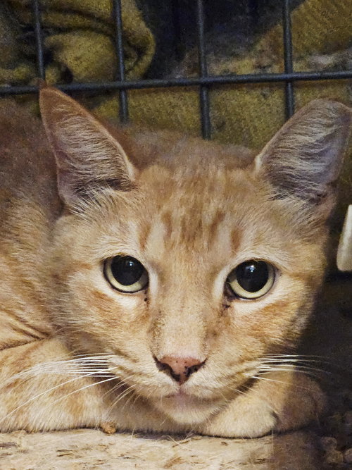 Jareth, Adult Domestic Short Hair / Mixed (short coat), cat for adoption in Hurst, Texas