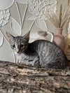 Harley - Photo 2