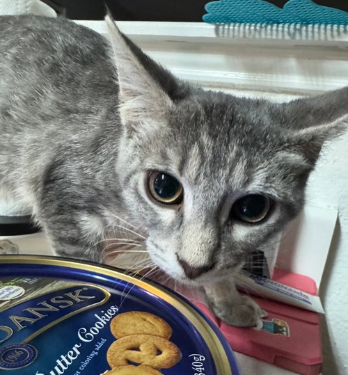 FOXY - Tabby available for adoption