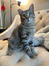 Thor - Photo 2