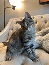 Thor - Photo 4