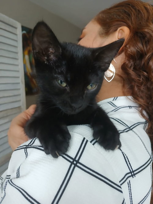 picture of the cat needing adoption