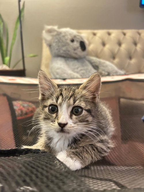 picture of the cat needing adoption