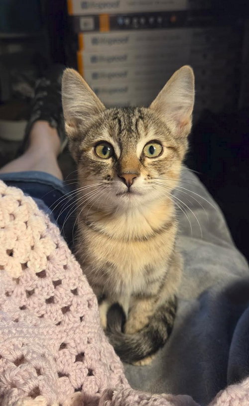 HALLIE PEÑO - Tabby available for adoption