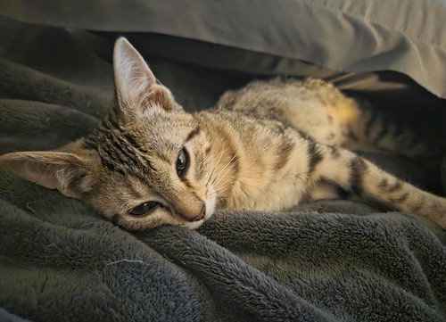 HALLIE PEÑO - Tabby available for adoption