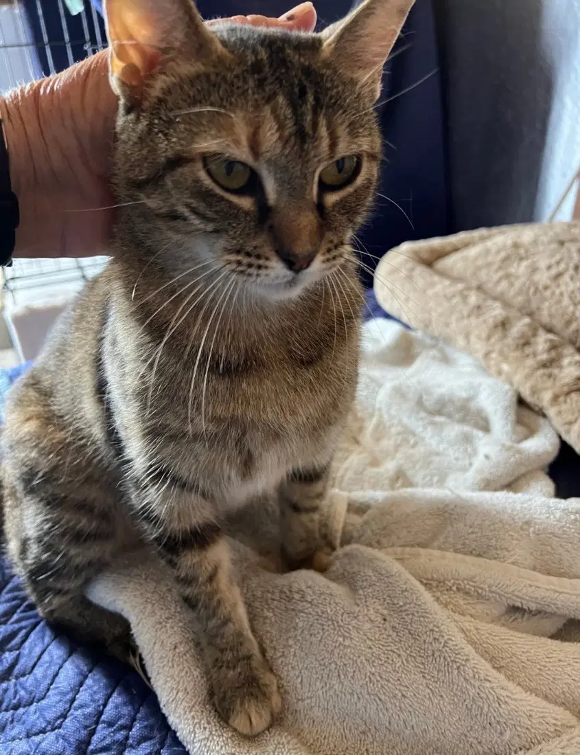 Cocoa Puff - Torbie