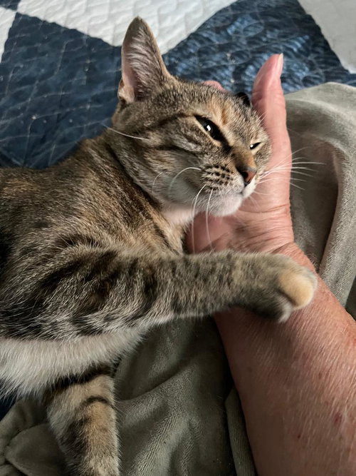 COCOA PUFF - Torbie available for adoption