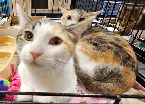 ZOOMY - Calico available for adoption
