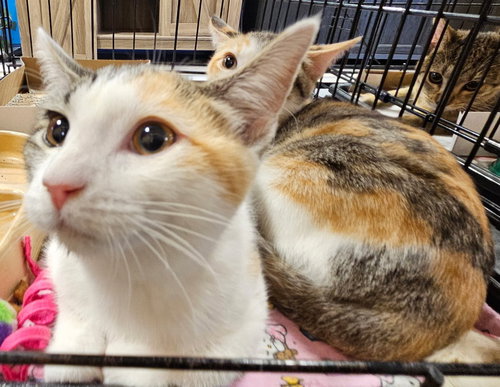 ZOOMY - Calico available for adoption