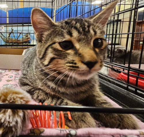 GANDAR - Tabby available for adoption