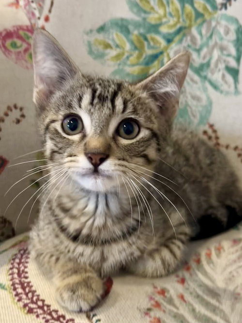 picture of the cat needing adoption