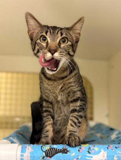DIM SUM - Tabby available for adoption