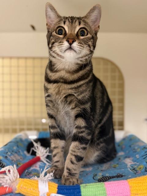 MAGGIE - Tabby available for adoption