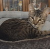 Momo - Photo 2