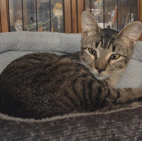 MOMO - Tabby available for adoption