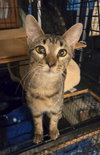 Momo - Photo 3