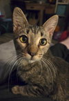 Momo - Photo 4