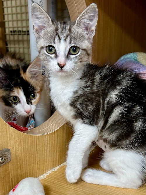 picture of the cat needing adoption
