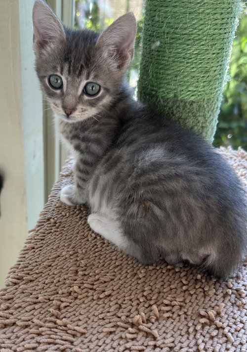 picture of the cat needing adoption