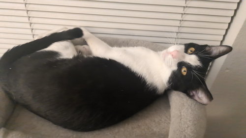picture of the cat needing adoption