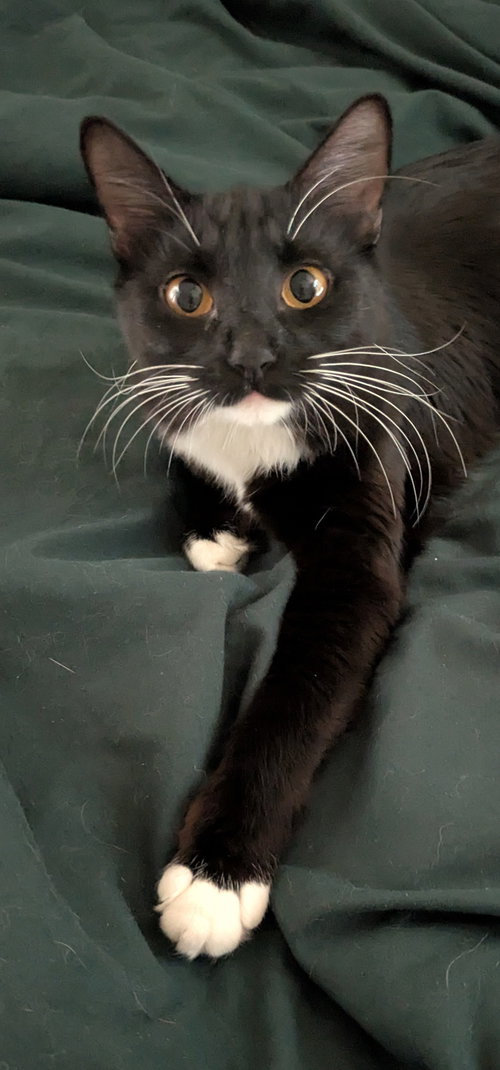 picture of the cat needing adoption