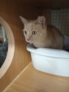 Clementine - Photo 1