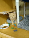 Clementine - Photo 2