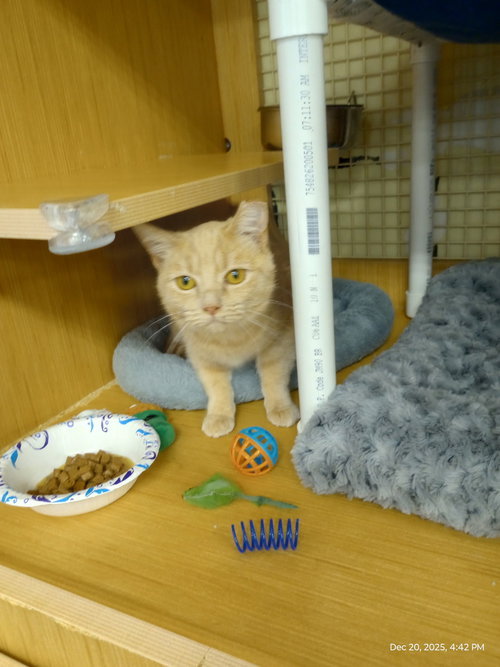 CLEMENTINE - Domestic Short Hair / Tabby available for adoption
