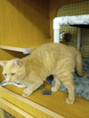 Clementine - Photo 3