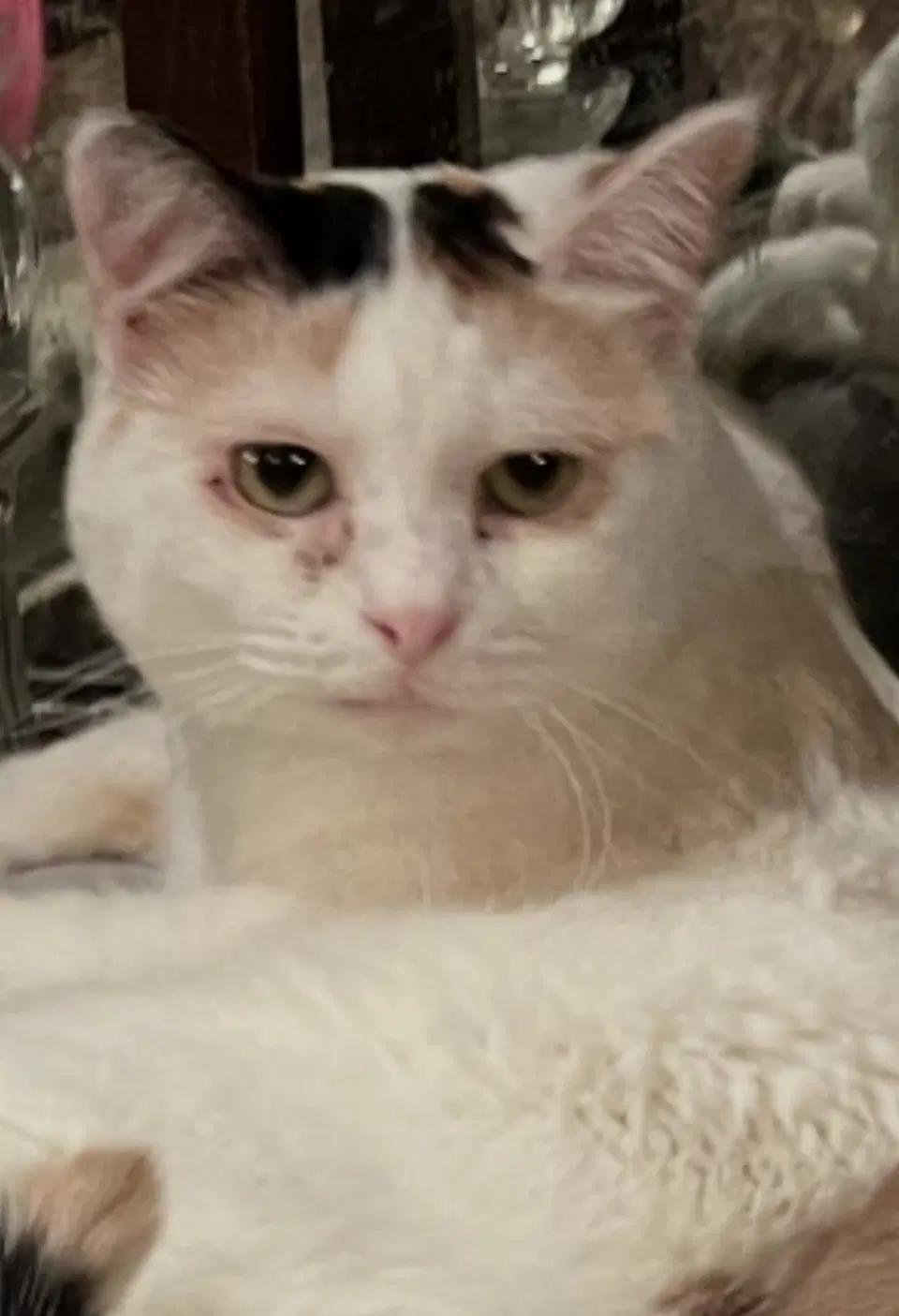 Sasha image 2