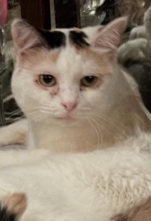 SASHA - Turkish Van / Calico available for adoption