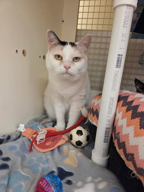 picture of the cat needing adoption