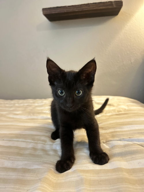 picture of the cat needing adoption