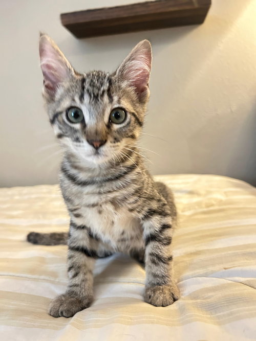 picture of the cat needing adoption
