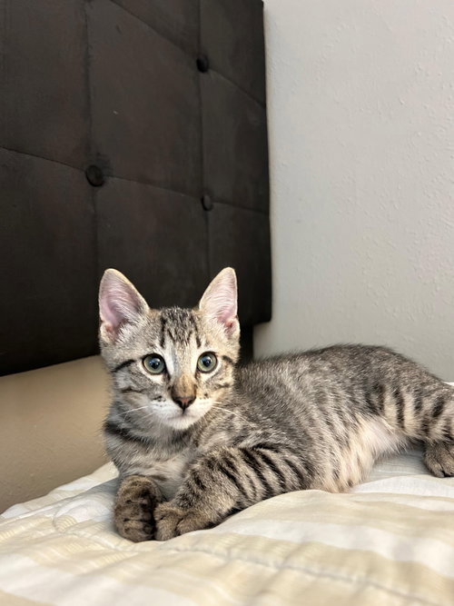 picture of the cat needing adoption