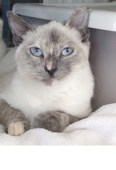 Chanel, an adoptable Siamese in Dallas, TX
